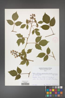 Rubus guentheri [KOR 52190]