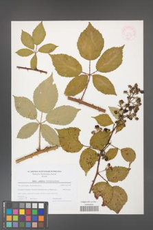 Rubus guttiferus [KOR 44736]