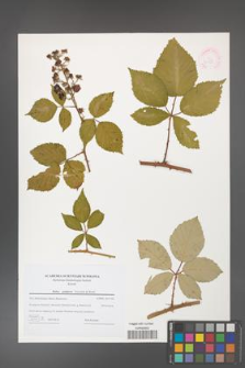 Rubus guttiferus [KOR 44741]