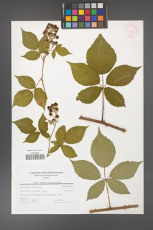 Rubus guttiferus [KOR 44739]