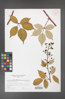Rubus guttiferrus [guttiferus] [KOR 43971]