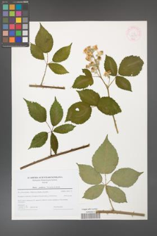 Rubus guttiferus [KOR 44738]