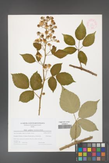 Rubus guttiferus [KOR 44734]