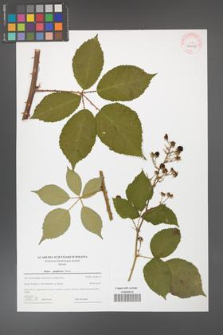 Rubus guttiferrus [guttiferus] [KOR 44015]