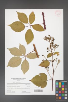 Rubus guttiferrus [guttiferus] [KOR 44013]