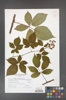 Rubus guttiferus [KOR 41513]