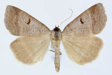 Lygephila pastinum