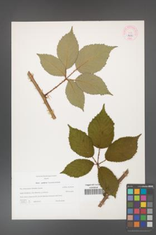 Rubus guttiferus [KOR 44316]