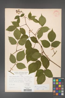 Rubus guentheri [KOR 31394]