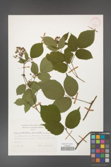 Rubus guentheri [KOR 24843]