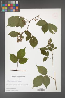 Rubus guentheri [KOR 51644]