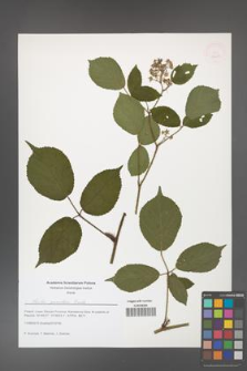 Rubus guentheri [KOR 51623]