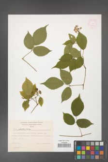Rubus guentheri [KOR 52602]
