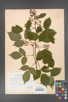 Rubus guentheri [KOR 23477]