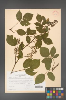 Rubus guentheri [KOR 32125]