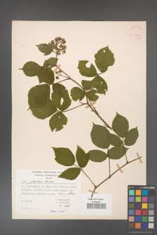 Rubus guentheri [KOR 23495]