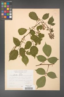 Rubus guentheri [KOR 23479]