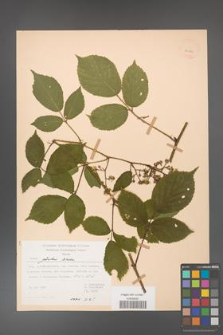 Rubus guentheri [KOR 23496]