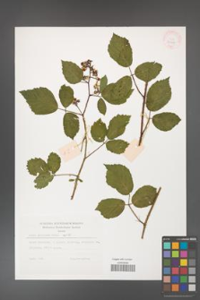 Rubus guentheri [KOR 32267]