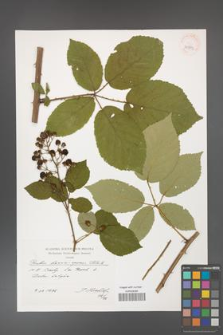 Rubus henrici-egonis [KOR 39893]