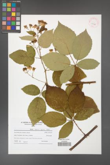 Rubus henrici-egonis [KOR 41506]