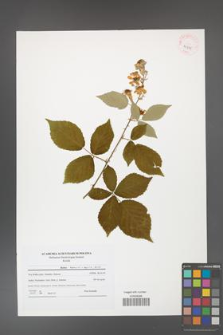Rubus henrici-egonis [KOR 41505]