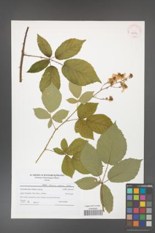 Rubus henrici-egonis [KOR 41504]
