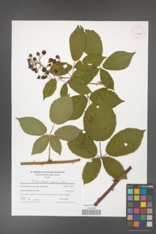 Rubus henrici-egonis [KOR 41492]