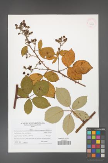 Rubus henrici-egonis [KOR 41497]