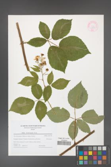 Rubus henrici-egonis [KOR 44603]