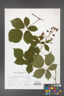 Rubus hercynicus [KOR 41669]