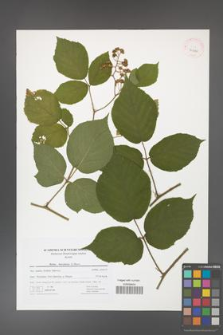 Rubus hercynicus [KOR 41470]