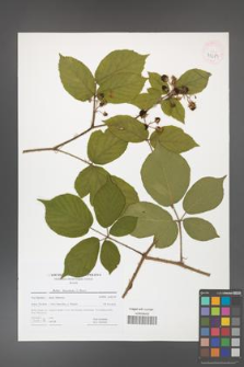 Rubus hercynicus [KOR 41689]