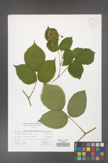Rubus hercynicus [KOR 41738]