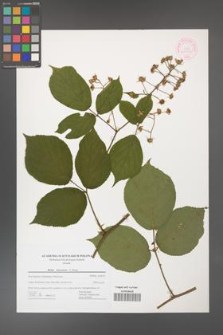 Rubus hercynicus [KOR 44453]