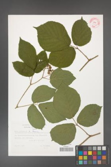 Rubus hercynicus [KOR 32360]