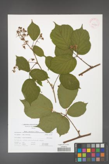 Rubus hercynicus [KOR 41678]