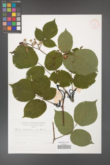 Rubus hercynicus [KOR 30045]