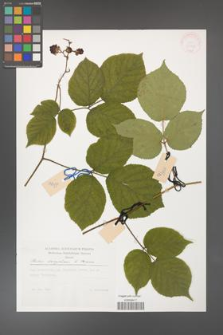 Rubus hercynicus [KOR 30038]