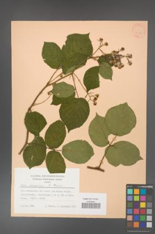 Rubus hercynicus [KOR 30043]