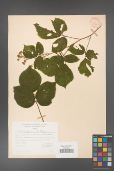 Rubus hercynicus [KOR 31549]