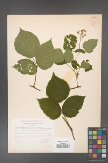 Rubus hercynicus [KOR 31550]