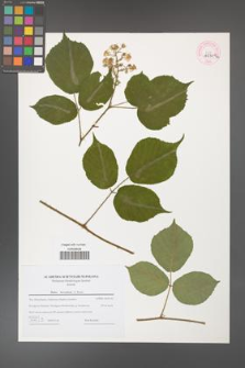 Rubus hercynicus [KOR 44704a]