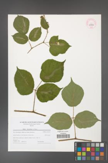 Rubus hercynicus [KOR 44702]