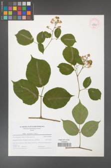 Rubus hercynicus [KOR 44703]