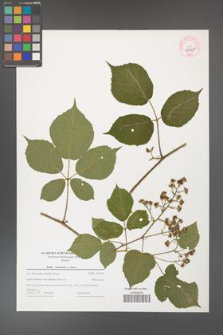 Rubus hercynicus [KOR 44705]