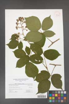 Rubus hercynicus [KOR 42706]