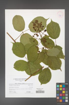 Rubus hercynicus [KOR 41614]