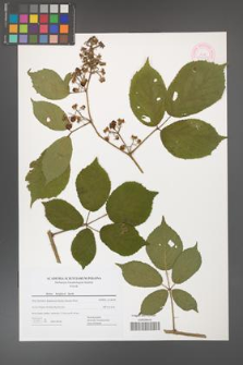 Rubus holzfussii [KOR 44484]