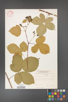 Rubus hevellicus [KOR 31203]